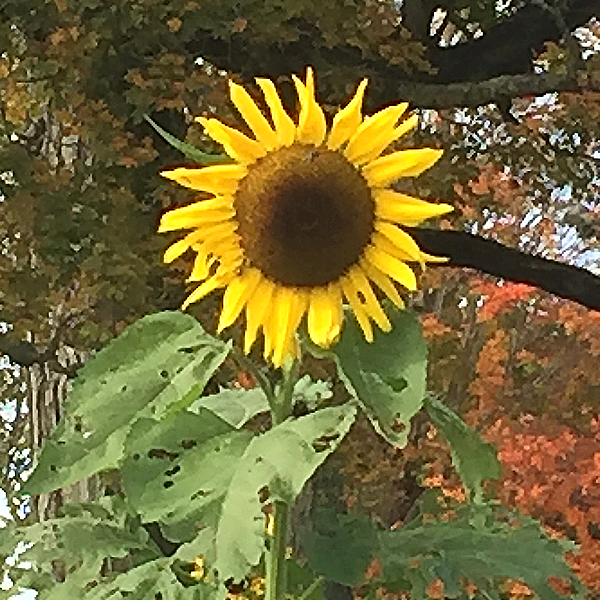 sunflower1