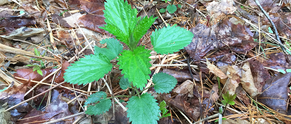 nettle-header-new