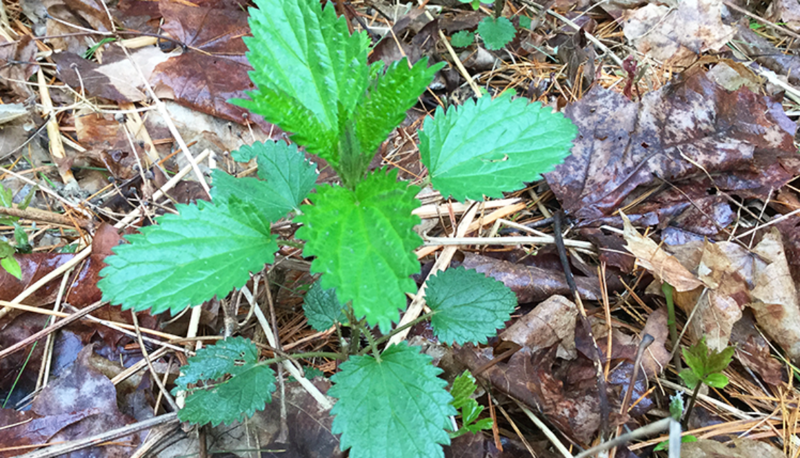 nettle-header-new