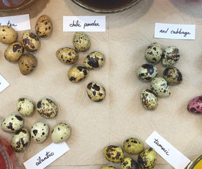 quail-egg-header