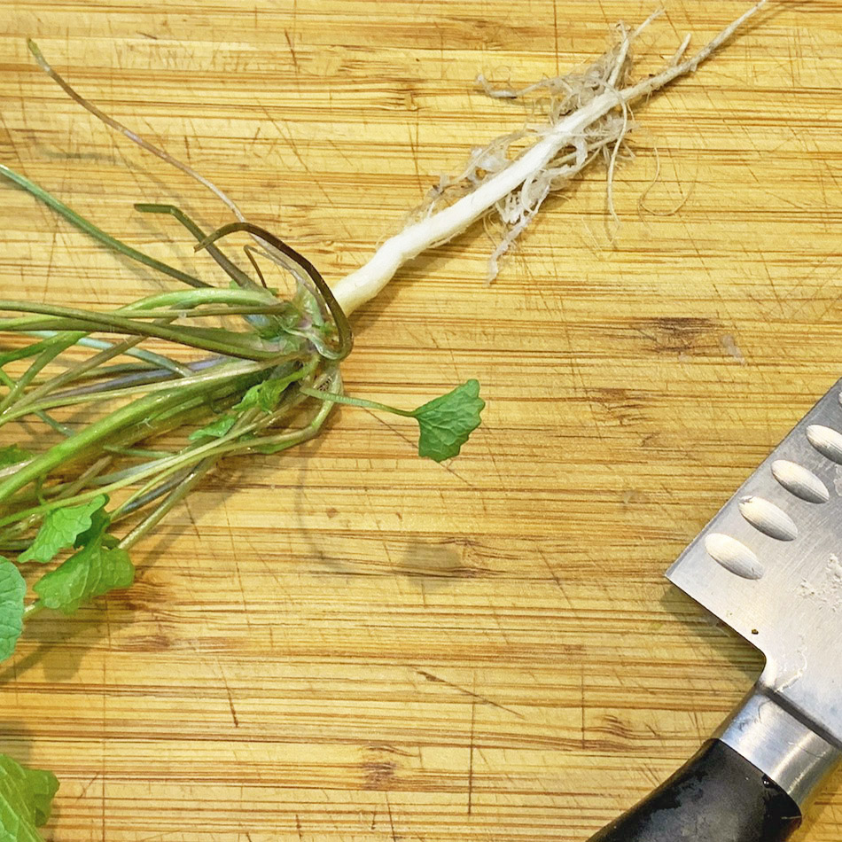 Basic Garlic Mustard 2ab