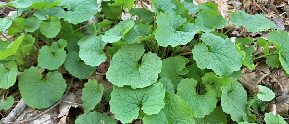 Garlic Mustard H1