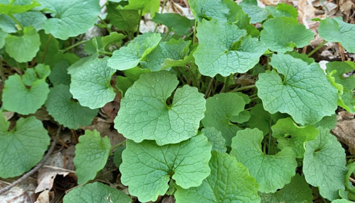 Garlic Mustard H1