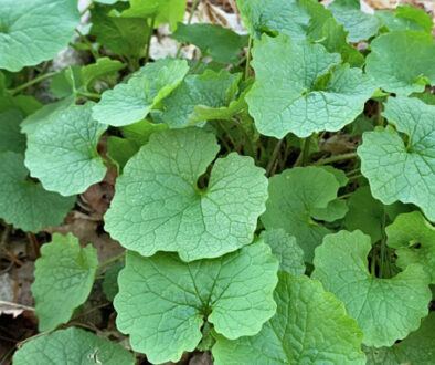 Garlic Mustard H1