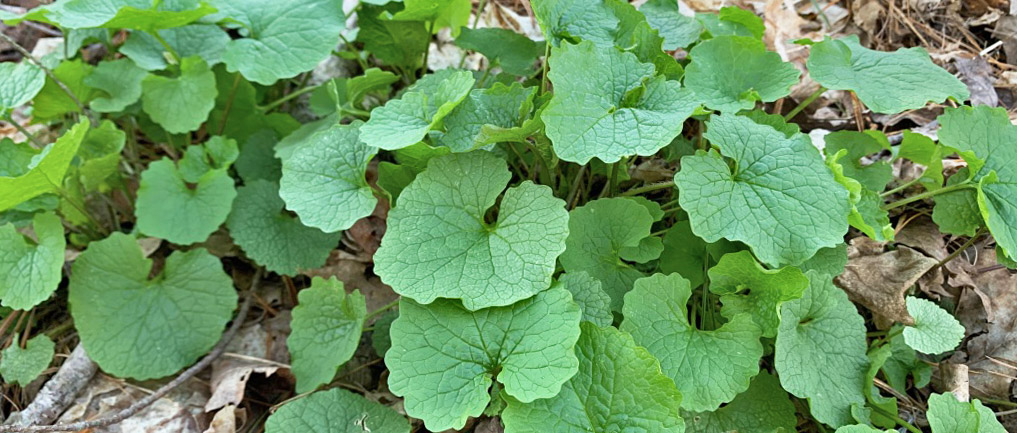 Garlic Mustard H1